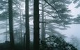 деревья, природа, лес, туман