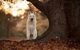 дерево, осень, собака, боке, опавшие листья, белая швейцарская овчарка