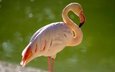 фламинго, птица, розовый фламинго
