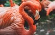 фламинго, птицы, профиль, птица, стая, боке, розовый фламинго