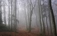 лес, туман, ветки, осень, тропинка, листопад