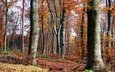 лес, ветки, осень, листопад