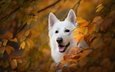 морда, ветки, взгляд, осень, собака, желтые листья, белая швейцарская овчарка