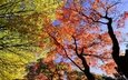 небо, деревья, листья, ветви, стволы, листва, яркие, кроны, ракурс, кленовые, краски осени, осенние листья