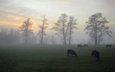 небо, деревья, туман, поле, осень, пастбище, дымка, овцы, стадо, раннее утро, овечки, пасутся, барашки