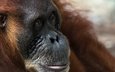 природа, обезьяна, суматранский орангутан