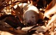 свет, листья, осень, сон, белый, собака, лежит, спит, щенок, мордашка, малыш, боке, осенние листья