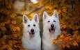ветки, осень, парочка, желтые листья, две собаки, белая швейцарская овчарка