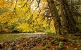 деревья, камни, берег, лес, листья, ручей, ветки, ветви, стволы, листва, осень, речка, листопад, краски осени, желтая листва, золотая осень