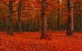 деревья, лес, листья, ветки, листва, осень, красные, красота, поляна, много, яркие, листопад, краски осени, багрянец