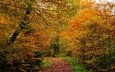 деревья, лес, листва, осень, тропинка, аллея, золотая осень