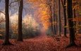 деревья, лес, осень, нидерланды, опавшие листья