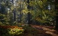 деревья, лес, осень, нидерланды