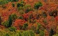 деревья, лес, парк, осень, канада, онтарио, солнечно, algonquin park