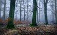 деревья, лес, туман, листва, осень