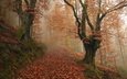 деревья, лес, туман, осень, испания, опавшие листья