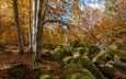деревья, природа, камни, лес, пейзаж, осень