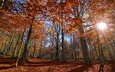 деревья, солнце, лес, осень, италия