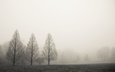 деревья, туман, поле