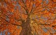 дерево, листья, ветки, осень, ствол