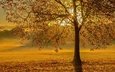 дерево, листья, закат, лучи, осень