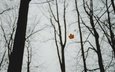 дерево, осень, лист