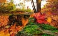 камни, лес, листья, кусты, листва, осень, красные, мох, много, клен, листопад, кленовые, краски осени