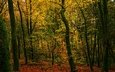 лес, листва, осень