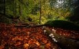 лес, осень, грибы, германия, баден-вюртемберг, опавшие листья, шварцвальд, black forest