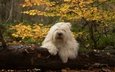 лес, осень, собака, бревно, бобтейл, староанглийская овчарка
