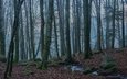 лес, утро, туман, стволы, осень