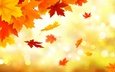 листья, фон, осень, клен