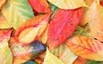 листья, фон, осень, осенние
