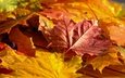 листья, листва, осень, желтые, боке, кленовые, осенние листья