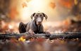 листья, осень, собака