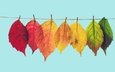листья, разноцветные, осень, красные, зеленые, голубой фон, веревка, желтые, висят, осенние листья