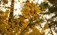 листья, ветки, листва, осень, клен, желтые, боке, кленовые, осенние листья