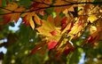 листья, ветки, осень, клен, кленовые, краски осени, осенние листья