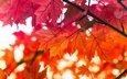 листья, ветки, осень, красные, клен, кленовые, осенние листья