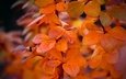 листья, ветки, осень, оранжевые, боке, осенние листья