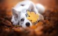 морда, осень, собака, листик, боке, опавшие листья, бордер-колли