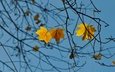 небо, дерево, листья, ветки, осень, клен, синева, желтые, кленовые, осенние листья