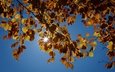 небо, листья, лучи, осень
