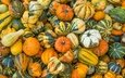 осень, цвет, форма, много, урожай, овощи, тыквы, разные, бахчевые