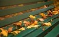 осень, доски, скамейка, желтые, листопад, кленовые, осенние листья