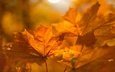 осень, размытие, боке, кленовые, осенние листья