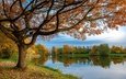 озеро, дерево, осень
