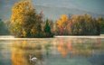 озеро, осень, лебедь
