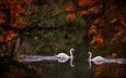 озеро, осень, пара, лебеди