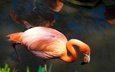 поза, фламинго, водоем, птица, розовый фламинго